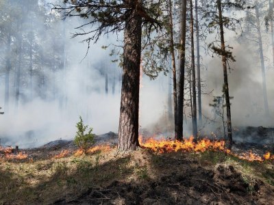 В Башкирии горит более 132 гектаров леса - видео
