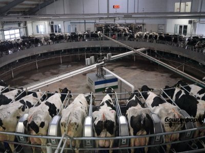 В Башкирии увеличилось производство молока