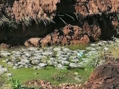 Жители Башкирии пожаловались на нашествие мух и жуткий запах от птичьих отходов