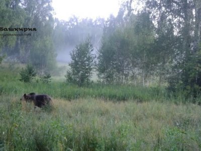 В Башкирии на видео попал момент поедания медведем овса