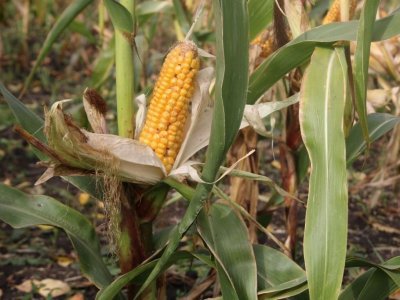 Минсельхоз Башкирии планирует сеять больше сои и кукурузы