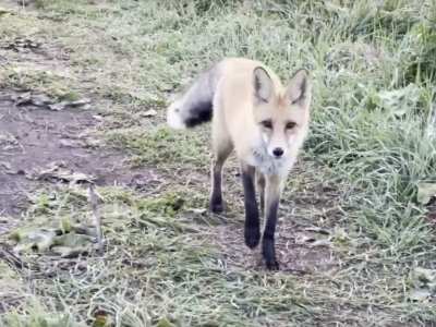 В нацпарке «Башкирия» засняли мышкующую лису