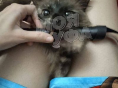 В Башкирии полиция организовала проверку по факту издевательств над кошкой