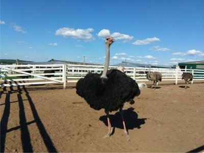 Владельцы страусиной фермы в Башкирии планируют построить и запустить производственные цеха