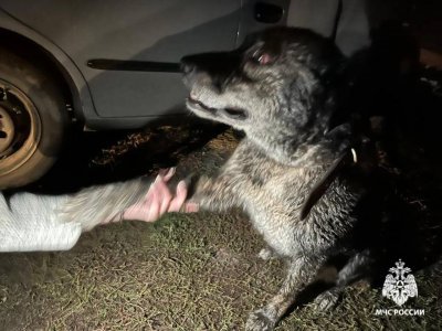 В Башкирии пожарные спасли из огня кота и собаку