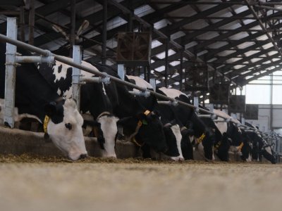 Аграрии Башкирии превысили прошлогодний показатель по производству молока