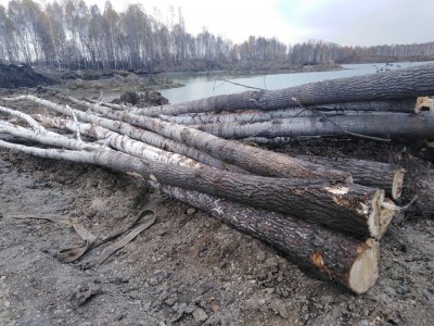 Росприроднадзор оценил ущерб от незаконных рубок леса в Башкирии в 8,6 миллиона рублей