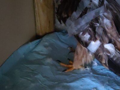 Волонтеры из Уфы смогли спасти одного из подстреленных краснокнижных орлов-могильников