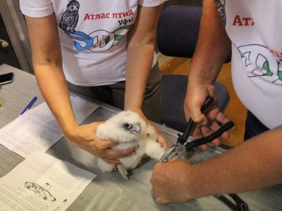 Уфимские орнитологи окольцевали новорожденных птенцов соколов-сапсанов