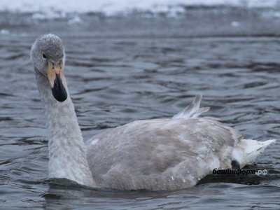 Инфекция наступает, где зимуют лебеди, вредные игры: новости России и Башкирии к утру 7 декабря