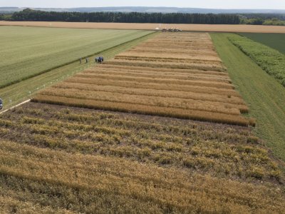 Башкирским производителям зерна выделят компенсаций на 462,6 млн рублей