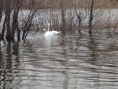 В Уфе пара белых лебедей поселилась на озере