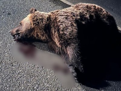 В Башкирии на трассе задавили медведя