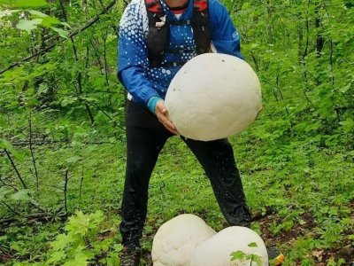 Житель Башкирии нашел гигантские грибы