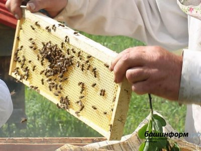 Закон принят: пчеловодов России будут информировать об обработке полей химикатами
