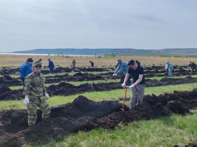 В природном парке "Аслы-Куль" высажены 10 тысяч сосен для восстановления озера Аслыкуль