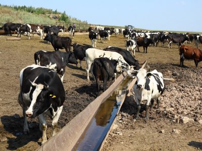 В Башкирии за неполные полгода производство молока выросло на 3,8%