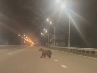 В Уфе медведь выбежал на дорогу у кафе