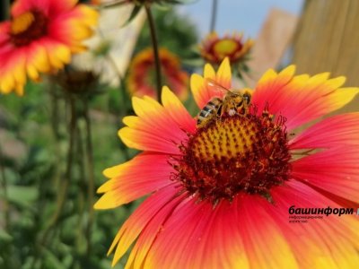 На форуме в Уфе обсудят развитие пчеловодства