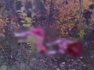 В Башкирии охотник спрятал разделанные туши двух незаконно убитых лосей в палас