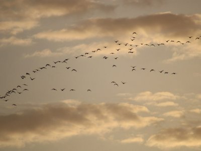 В Башкирию прилетела огромная стая диких гусей