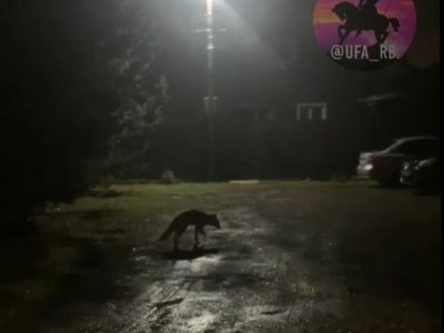 В Уфе очевидцы сняли на видео, как кот гоняется за лисой