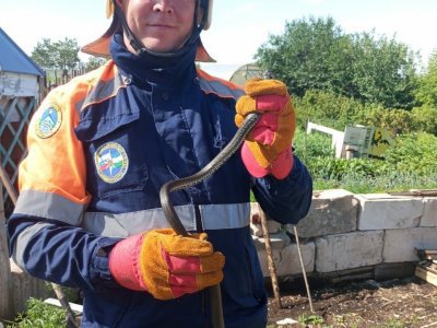 Жители Башкирии стали чаще жаловаться на змей — ГКЧС