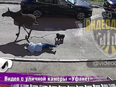 В Башкирии лосенок сбил с ног женщину с собачкой