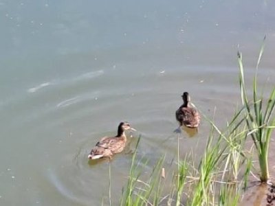 На озере в уфимском парке «Волна» поселились дикие утки