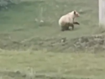 В Башкирии к путникам из леса выбежал медведь