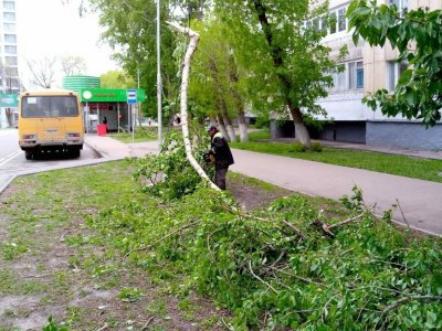 В Уфе рухнувшие из-за шквалистого ветра деревья повредили пять машин