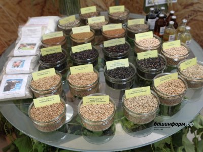 Экспорт семян из Башкирии вырос в 6 раз