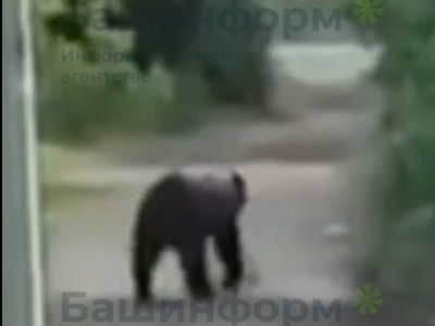 В минэкологии Башкирии объяснили причины частого выхода медведей к людям