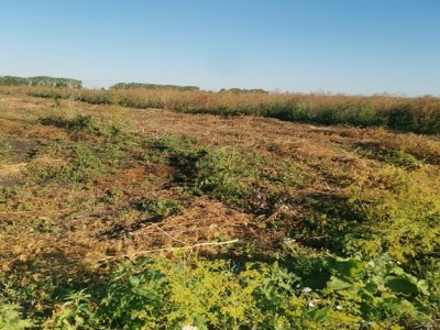 Арендатору участка в Башкирии вынесли предостережение за повреждение плодородного слоя почвы