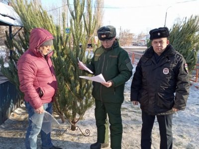 В Башкирии браконьеры заплатят 81 тысячу рублей за 36 незаконно срубленных елок