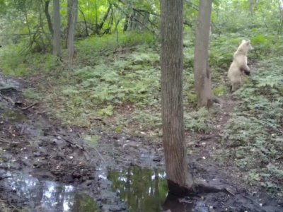 Белый медвежонок вновь попал в фотоловушку национального парка «Башкирия»