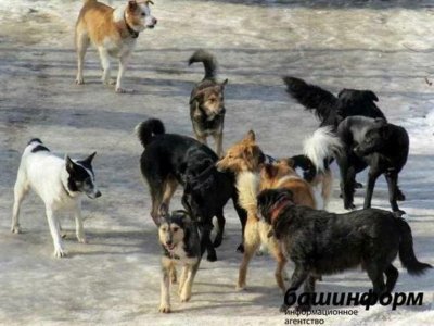 В Башкирии назвали причину появления бродячих собак