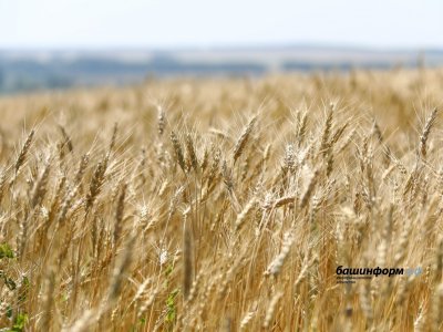Аграрии Башкирии собрали 380 тысяч тонн зерна нового урожая