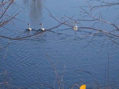 В Башкирии ниже плотины Юмагузинского водохранилища были замечены лебеди-кликуны