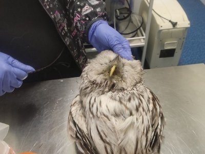 В Уфе сотрудники республиканского кардиоцентра нашли и передали волонтерам истощенную сову