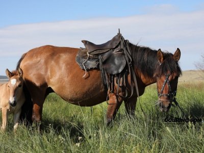 Компания «Башагроген» получила землю без торгов для развития коневодства