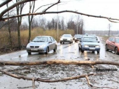 В Уфе дерево рухнуло на три автомобиля
