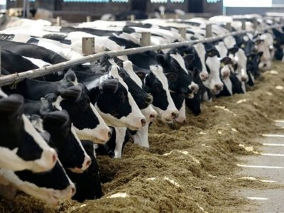 Сельхозпредприятия и КФХ Башкирии произвели с января по март 188,6 тыс. тонн товарного молока