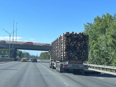 В Башкирии неизвестные «нарубили дров» на 1 млн рублей