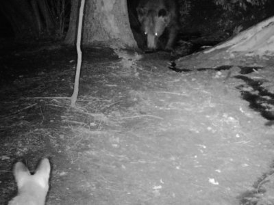 В фотоловушку нацпарка «Башкирия» попала встреча медведя с неизвестным зверем