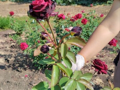 Почему розы не хотят цвести в уфимской Чесноковке  — объясняют эксперты