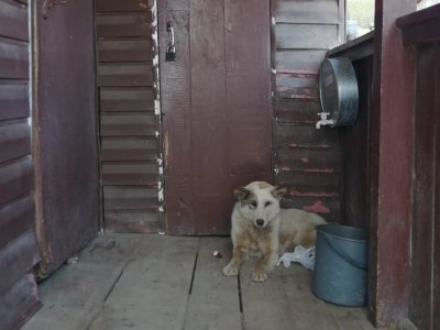 Жительница Башкирии испугалась собаки и вызвала спасателей