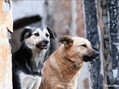 В Башкирии за год выявлено пять случаев бешенства животных, в том числе среди домашних